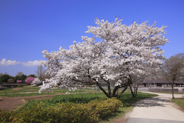 Naklejka premium 染井吉野桜