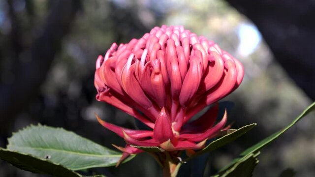 close up of a vivid red nsw waratah flower at brisbane water national park in australia