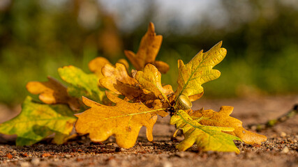 Herbstliche Eichenblätter im Sonnenschein
