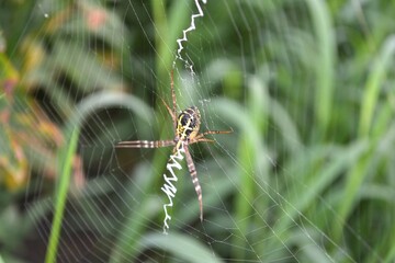 a spider insect makes a nest in a tree