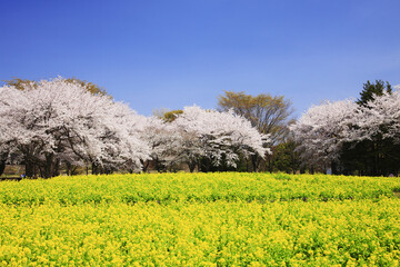 菜の花畑と桜