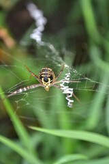 a spider insect makes a nest in a tree