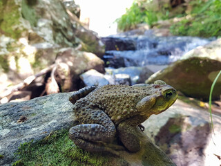 frog on a stone