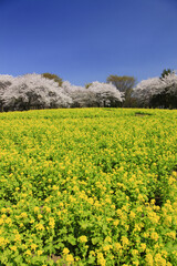 菜の花畑と桜