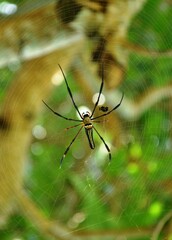 a spider insect makes a nest in a tree