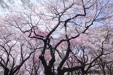 染井吉野桜