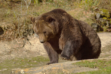 Fototapeta premium Braunbär