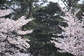 桜吹雪