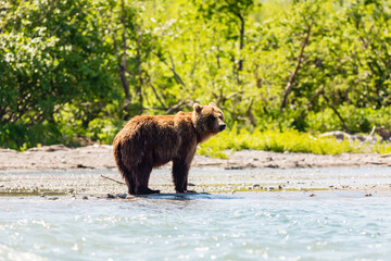 Naklejka na ściany i meble Brown bear (Ursus arctos beringianus) fishing in the river. Kamchatka, Russia