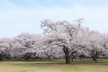 染井吉野桜