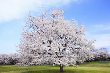 Obraz premium 染井吉野桜