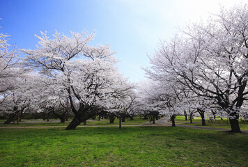 Obraz premium 染井吉野桜の並木