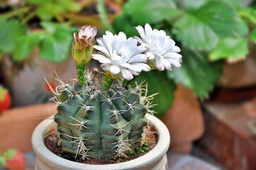 Kaktus Gymnocalycium i jego niepospolite duże białe kwiaty - obrazy, fototapety, plakaty