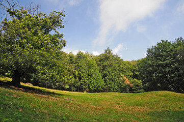 Antico castagno sul Cammino di Oropa fra Graglia e Sordevolo - Biella