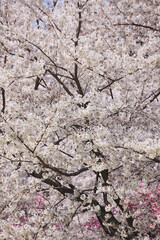 染井吉野桜