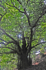 Antico castagno sul Cammino di Oropa fra Graglia e Sordevolo - Biella