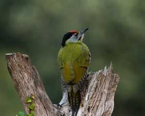 Grey-headed Woodpecker perched on a log