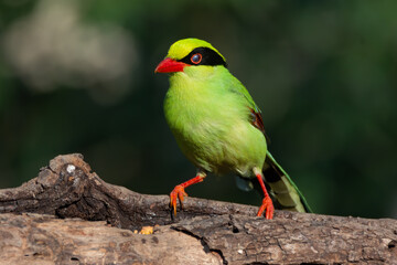 Common Green Magpie perched a tree log