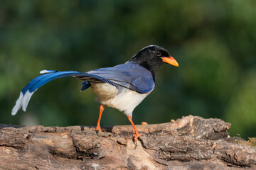 Red-billed Blue Magpie on a tree log