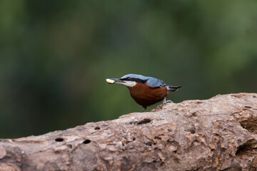Chestnut-bellied Nuthatch with food in beak
