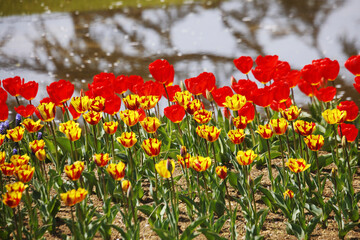 水辺のチューリップ