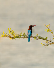 White-throated Kingfisher on a branch