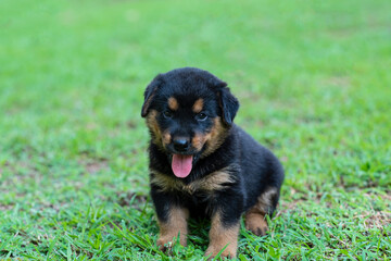 A black puppy sitting in the grass
