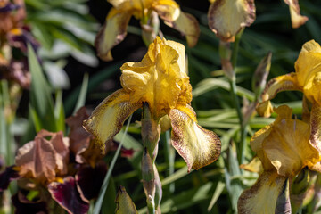 Naklejka na ściany i meble Yellow iris flower. Sunny day, against a natural background.