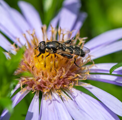 Honeybee collecting nectar on a flower blossom