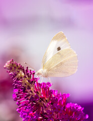 White cabbage butterfyl on a flower blossom