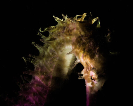 A seahorse in underwater sea