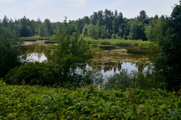Fototapeta na wymiar Overgrown small lake in summer, view from above. Small overgrown pond with green vegetation. water with reflections trees