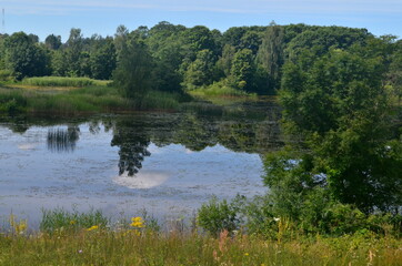 Overgrown small lake in summer, view from above. Small overgrown pond with green vegetation. water with reflections trees
