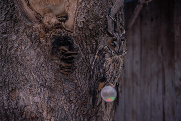 Owl with camouflage color