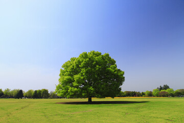 けやきの大樹と広場