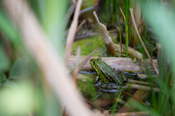 Grüner Teichfrosch (Pelophylax kl. esculentus, Pelophylax „esculentus“ oder Rana „esculenta“) oder Wasserfrosch im Schilf, Grün, Braun