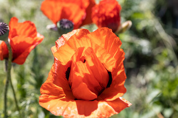 Red poppy flower. Sunny day, against a natural background.