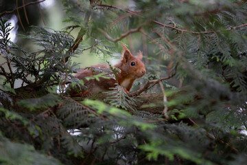 rotes Eichhörnchen, Sciurus vulgaris sitzt in Nadelbaum und schaut aufgeregt