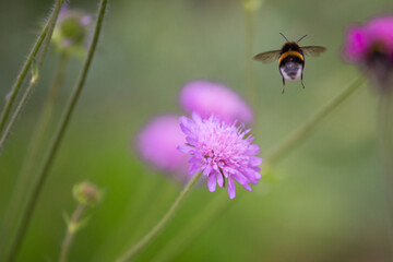 Hummel (Bomba) im Anflug auf Blüte, unscharfer Hintergrund, Sommer