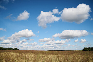 Fototapeta premium Beautiful field landscape with blue sky and white clouds and yellow stalks of wheat rye oat barley. Agricultural development in countryside. Ecological conservation concept.