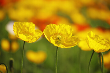 Obraz premium ポピーの花