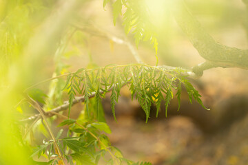 Closeup nature view of green leaf on blurred greenery background. Macro shot.