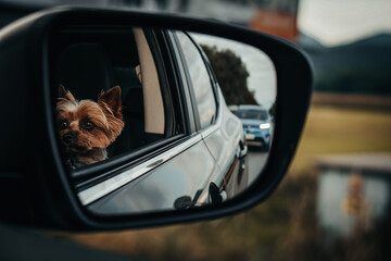A small yorkshire terrier looks out of a car window. He's looking for his friends.