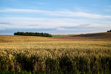 Beautiful field landscape with bright blue sky and yellow stalks of wheat rye oat barley. Agricultural development in countryside. Ecological conservation concept. Sunset in the village.