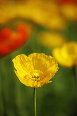 ポピーの花