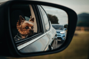 A small yorkshire terrier looks out of a car window. He's looking for his friends.
