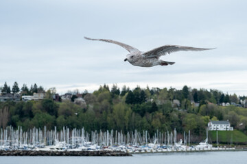 Sea gull flying above harbor and sail boats in Seattle