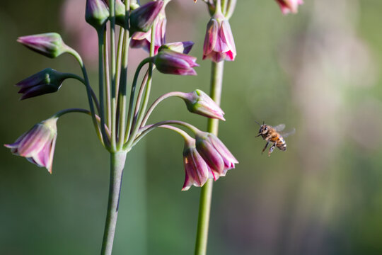 Biene im Anflug auf Glockenartige rote Blume unscharfer Hintergrund, Sommer