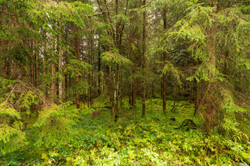 Obraz premium regennasser Wald
