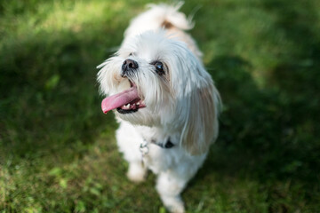 Playful maltese with tongue out
